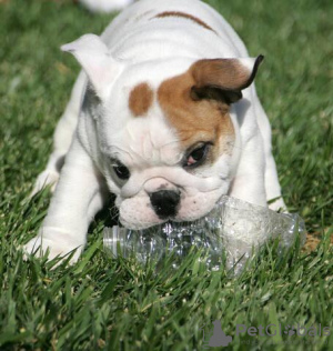 Photo №1. english bulldog - for sale in the city of Эребру | negotiated | Announcement № 48090