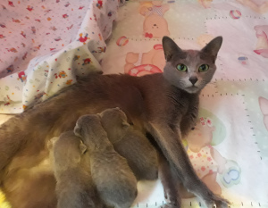 Photo №2 to announcement № 2967 for the sale of russian blue - buy in Belarus private announcement, breeder
