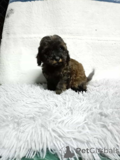 Photo №4. I will sell poodle (toy) in the city of Belgrade.  - price - negotiated