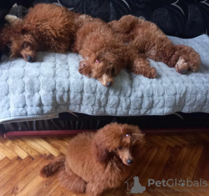 Photo №4. I will sell poodle (toy) in the city of Zrenjanin. breeder - price - negotiated