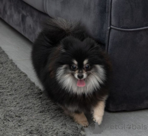 Photo №1. pomeranian - for sale in the city of Cologne | 413$ | Announcement № 166597