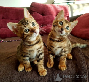 Photo №1. bengal cat - for sale in the city of Austkhoizer | 361$ | Announcement № 171011