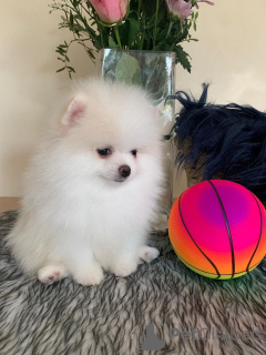 Photo №1. pomeranian - for sale in the city of Nottingham | 468$ | Announcement № 18135