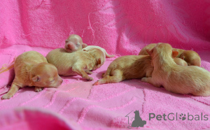 Photo №4. I will sell maltipu in the city of Kiev. from nursery - price - 1500$