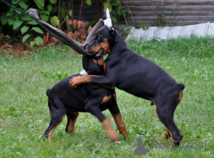 Photo №1. dobermann - for sale in the city of Munichenbernsdorf | 847$ | Announcement № 146460