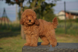 Photo №1. poodle (toy) - for sale in the city of MLADENOVAC | negotiated | Announcement № 150475