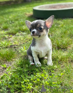 Photo №1. chihuahua - for sale in the city of Munich | 317$ | Announcement № 105279