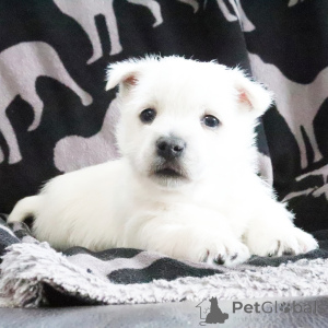 Photo №3. Female 7 weeks old Ready by Feb. 23. United States