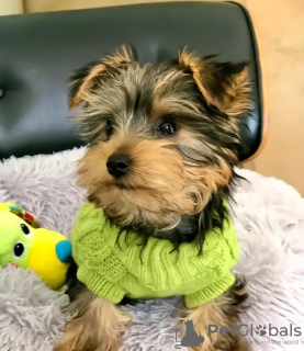 Photo №3. Yorkies puppy poodle and rehoming. United States