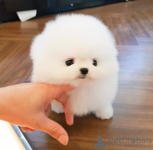 Photo №3. Cute Pomeranian. Iceland