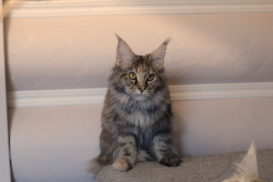 Additional photos: Maine Coon girl in tortie silver marble color