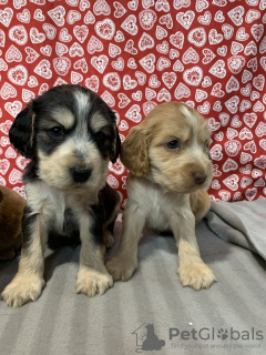 Photo №1. american cocker spaniel - for sale in the city of Seven Lakes | 260$ | Announcement № 84852