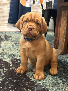 Photo №1. dogue de bordeaux - for sale in the city of Brussels | 423$ | Announcement № 121050