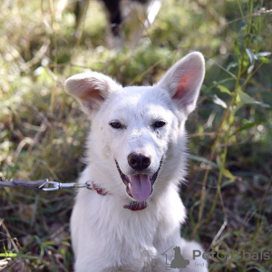 Additional photos: White dog Gerda is looking for a loving family.