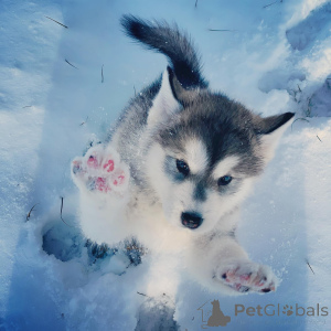 Photo №4. I will sell alaskan malamute in the city of Dekani. private announcement - price - negotiated
