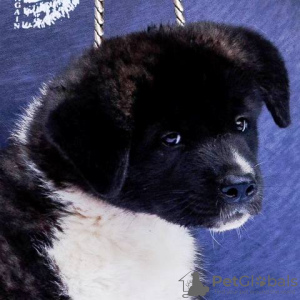 Additional photos: American Akita puppies