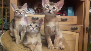 Photo №1. abyssinian cat - for sale in the city of Kiev | negotiated | Announcement № 3379