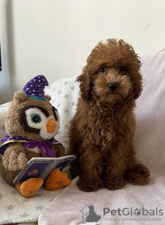 Photo №3. Red Poodle, male puppy. Serbia