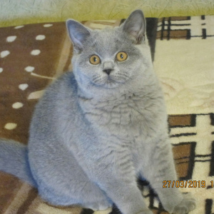 Photo №1. british shorthair - for sale in the city of St. Petersburg | negotiated | Announcement № 1762