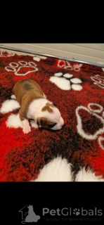 Photo №2 to announcement № 169322 for the sale of american staffordshire terrier - buy in Croatia 