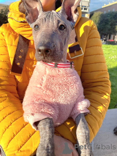 Photo №4. I will sell mexican hairless dog in the city of Milan. from nursery - price - negotiated