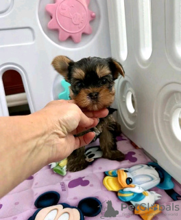 Photo №2 to announcement № 117308 for the sale of yorkshire terrier - buy in Finland private announcement, breeder