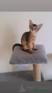 Photo №3. Intelligent and Playful Abyssinian for Sale. Belgium