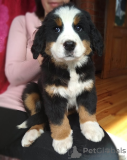 Photo №2 to announcement № 10512 for the sale of bernese mountain dog - buy in Belarus breeder