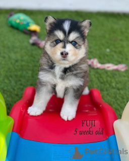 Photo №1. alaskan malamute - for sale in the city of Abbotsford | negotiated | Announcement № 145315