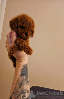 Additional photos: Toy Poodle puppies