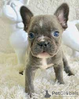 Photo №1. french bulldog - for sale in the city of Siegen | Is free | Announcement № 118208