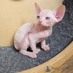 Photo №1. sphynx cat - for sale in the city of Papenburg | 568$ | Announcement № 163696