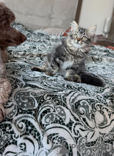 Photo №3. Beautiful Siberian Cats Available Affectionate, Intelligent & Family-Raised. Sweden