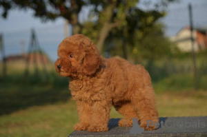 Photo №3. Dwarf poodle. Serbia