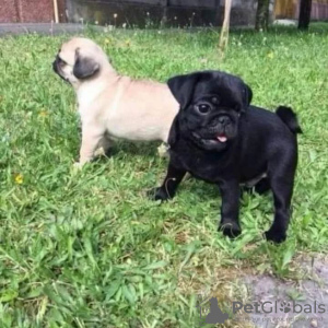 Photo №2 to announcement № 104907 for the sale of pug - buy in United States private announcement