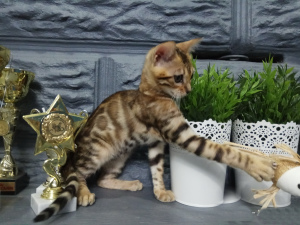 Photo №4. I will sell bengal cat in the city of Minsk. private announcement, from nursery, breeder - price - 700$