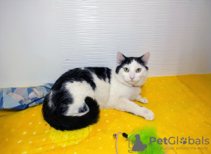 Additional photos: A very affectionate young cat Zucchini is urgently looking for a home