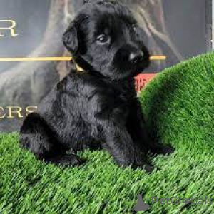 Photo №2 to announcement № 165601 for the sale of standard schnauzer - buy in Netherlands private announcement, breeder