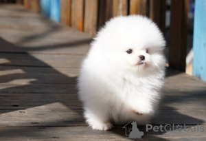 Photo №1. pomeranian - for sale in the city of Антверпен | 264$ | Announcement № 120977