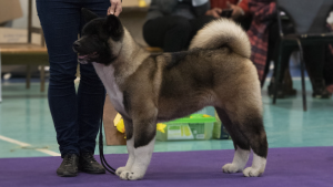 Photo №1. american akita - for sale in the city of Penza | 704$ | Announcement № 4403