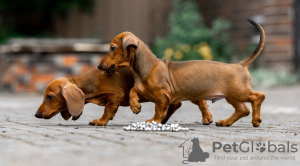 Photo №2 to announcement № 112255 for the sale of dachshund - buy in Russian Federation breeder