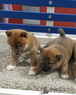 Photo №1. shiba inu - for sale in the city of Hamburg | 568$ | Announcement № 160412