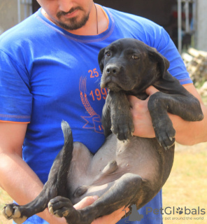 Photo №2 to announcement № 116666 for the sale of cane corso - buy in Serbia 