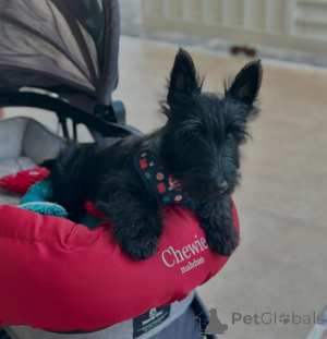 Photo №1. scottish terrier - for sale in the city of Arizona City | 1800$ | Announcement № 144443
