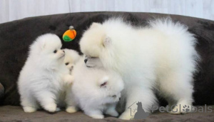 Photo №1. pomeranian - for sale in the city of Moscow | Is free | Announcement № 155211