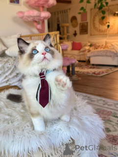 Photo №2 to announcement № 155564 for the sale of ragdoll - buy in Austria private announcement