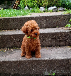 Photo №2 to announcement № 160314 for the sale of poodle (toy) - buy in Finland private announcement