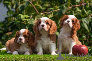 Photo №1. cavalier king charles spaniel - for sale in the city of Kuwait City | negotiated | Announcement № 133801