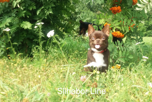 Photo №1. Mating service - breed: chihuahua. Price - Negotiated