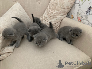 Photo №4. I will sell scottish fold in the city of Hannover. private announcement - price - 370$